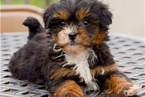Leah - puppy for sale