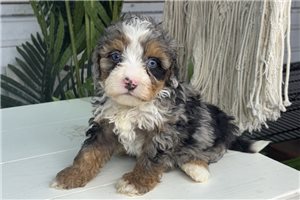 Fergus - puppy for sale