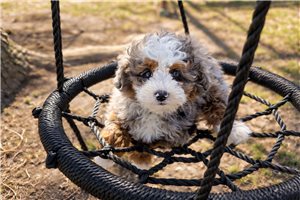 Selena - puppy for sale