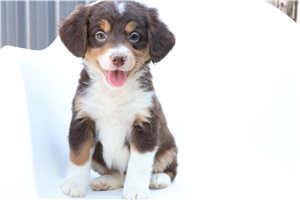 Peaches - Bernedoodle, Mini for sale