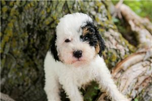 Helena - Bernedoodle, Mini for sale