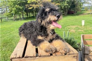 Elias - Bernedoodle, Mini for sale