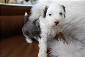 Mickey - puppy for sale