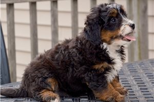 Lucy - Mini Bernedoodle for sale