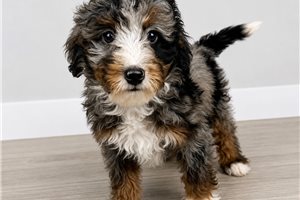 Thomas - puppy for sale