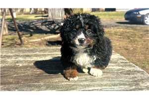 Sawyer - Bernedoodle, Mini for sale