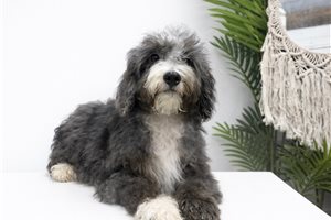Mason - Bernedoodle, Mini for sale