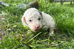 Edwin - puppy for sale