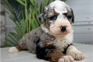 Sean - puppy for sale