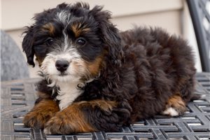 Lucy - Bernedoodle, Mini for sale
