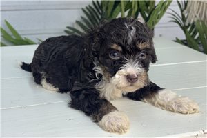 Bristol - Bernedoodle, Mini for sale