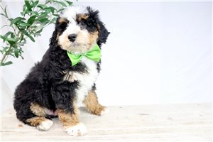 Kash - Bernedoodle, Mini for sale