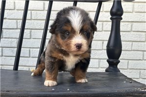 Elliott - puppy for sale