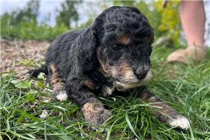 Elias - Bernedoodle, Mini for sale