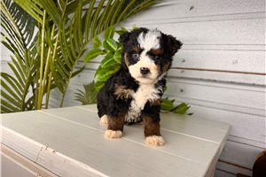 Demi - Bernedoodle, Mini for sale