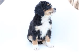 Pandora - Bernedoodle, Mini for sale