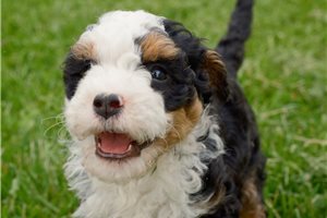 Dodie - Bernedoodle, Mini for sale