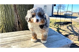 Simon - Bernedoodle, Mini for sale