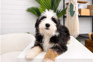 Lemming - Bernedoodle, Mini for sale