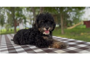 Elias - Bernedoodle, Mini for sale