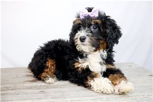 Anya - Mini Bernedoodle for sale