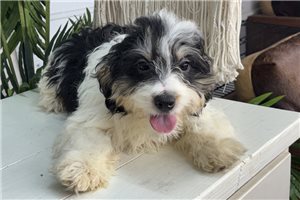 Pongo - Bernedoodle, Mini for sale