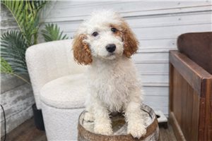 Kyle - Bernedoodle, Mini for sale