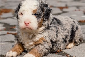 Griffin - puppy for sale