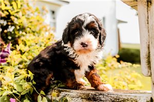 Janelle - puppy for sale