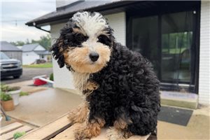 Heath - Bernedoodle, Mini for sale