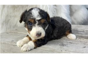 Trevor - puppy for sale
