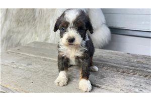 Titan - puppy for sale