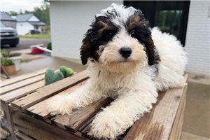Herman - Bernedoodle, Mini for sale