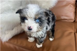 Legend - Bernedoodle, Mini for sale