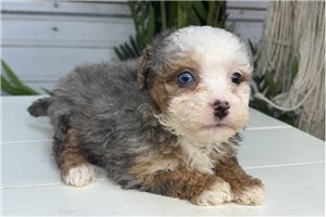 Fauna - puppy for sale