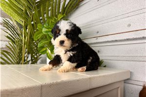 Denise - Bernedoodle, Mini for sale