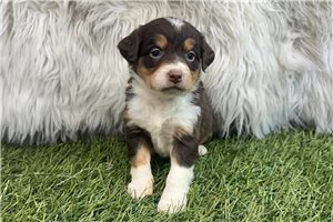 Peaches - puppy for sale