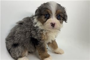 Fudge - puppy for sale