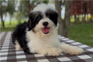 Emilio - Bernedoodle, Mini for sale