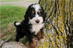 Hickory - puppy for sale