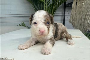 Blaire - Bernedoodle, Mini for sale
