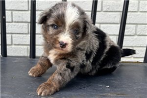 Emily - Mini Bernedoodle for sale