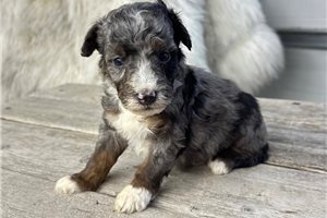 Thomas - Bernedoodle, Mini for sale