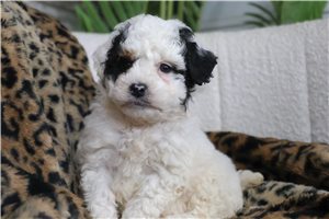 Koral - puppy for sale