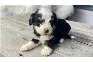 Timmy - Bernedoodle, Mini for sale