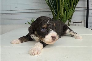 Bristol - Bernedoodle, Mini for sale