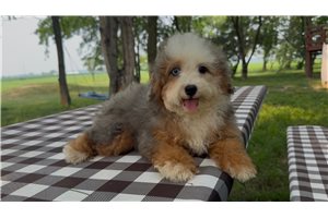 Fauna - Bernedoodle, Mini for sale