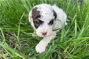 Ericson - puppy for sale