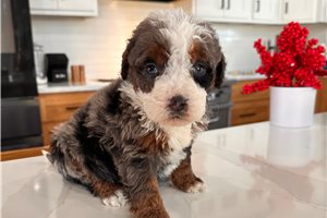 Galen - puppy for sale
