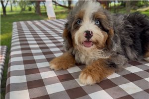 Fergus - Bernedoodle, Mini for sale